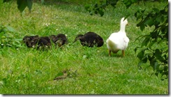 Alaska June 30 11 - Revelstoke to Hinton (2)