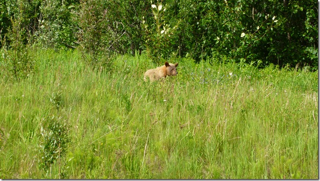 Alaska DC to Toad River (33)