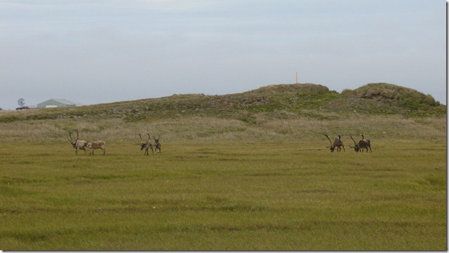 Alaska July 15 11 Wise to Dead (68)