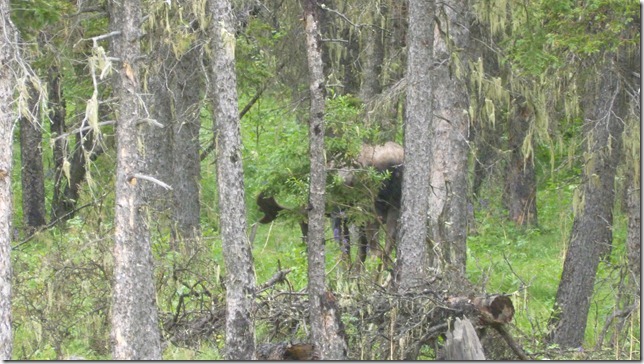 Alaska July 18 11 Fair to MacLaren River (8)