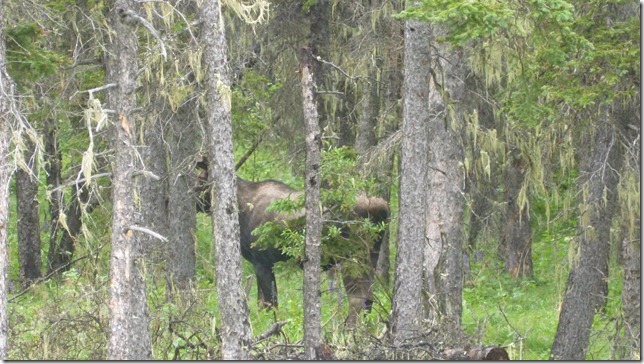 Alaska July 18 11 Fair to MacLaren River (9)