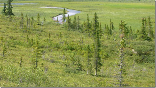 Alaska July 19 11 Maclaren to Talkeetna (27)