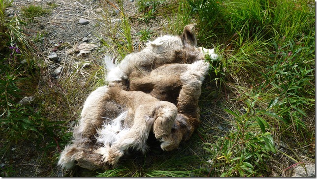 Alaska July 19 11 Maclaren to Talkeetna (58)