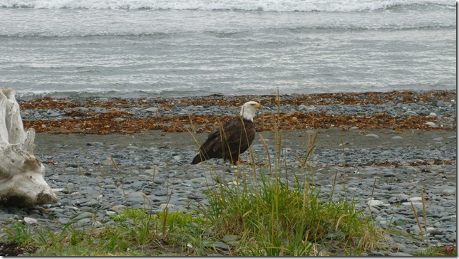 Alaska July 24 11 Anch to Homer Spit (95)