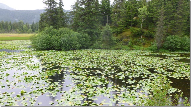 Alaska July 25 11 Homer to Seward (34)