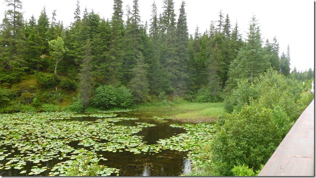 Alaska July 25 11 Homer to Seward (35)