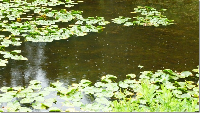 Alaska July 25 11 Homer to Seward (3)