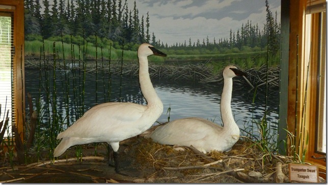 Alaska July 29 11 Tok to Haines Junction (7)