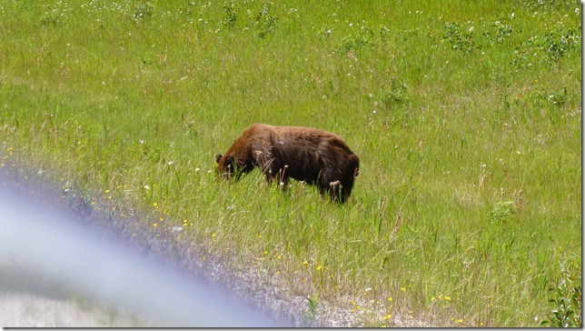 Alaska Toad River to Watson Lake July 4 11 (11)
