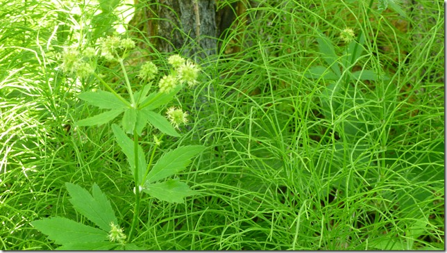 Alaska Toad River to Watson Lake July 4 11 (17)