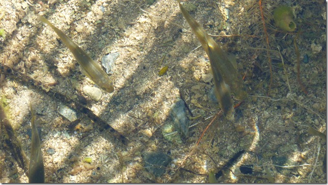 Alaska Toad River to Watson Lake July 4 11 (24)