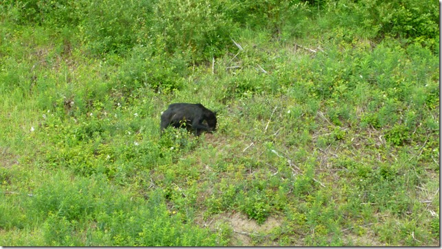 Alaska Toad River to Watson Lake July 4 11 (30)