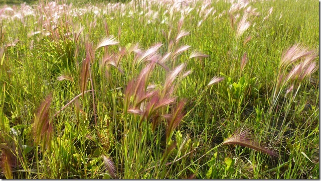 Chicken July 10 11 (10)