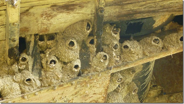 Chicken July 10 11 (3)