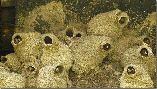 Chicken July 10 11 (5)