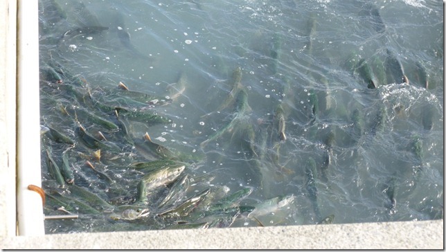 July 27 11 Valdez to Chitina (5)