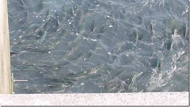 July 27 11 Valdez to Chitina (7)