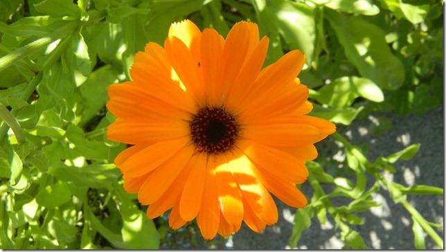 July 29 11  Haines Junction to Skagway (96)