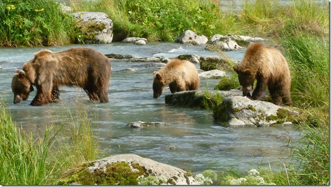 July 29 11 Tok to Haines Junction (100)