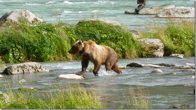 July 29 11 Tok to Haines Junction (101)