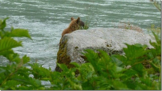July 29 11 Tok to Haines Junction (82)