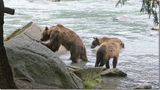 July 29 11 Tok to Haines Junction (85)