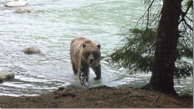 July 29 11 Tok to Haines Junction (87)