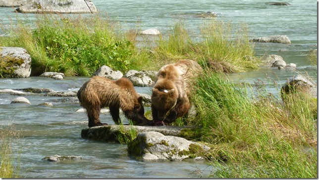 July 29 11 Tok to Haines Junction (96)