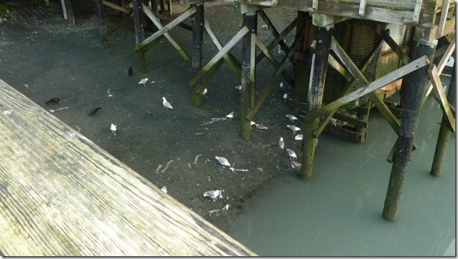 Seward July 26 11 (16)