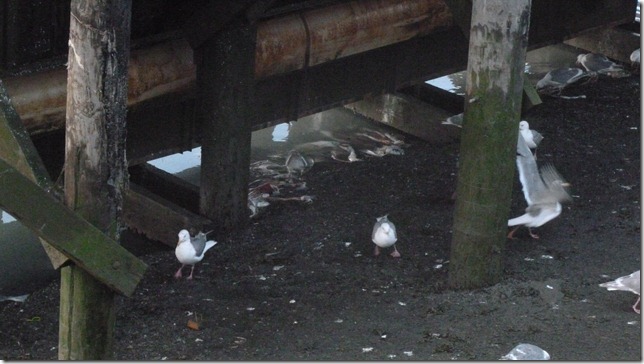 Seward July 26 11 (19)