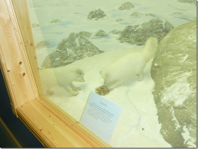 Alaska Aug 1 11 White to Dease River (14)