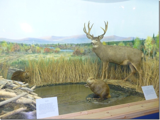 Alaska Aug 1 11 White to Dease River (17)