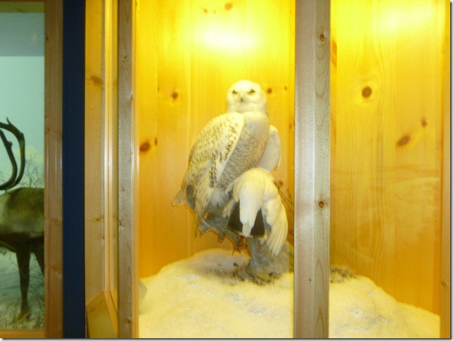 Alaska Aug 1 11 White to Dease River (20)