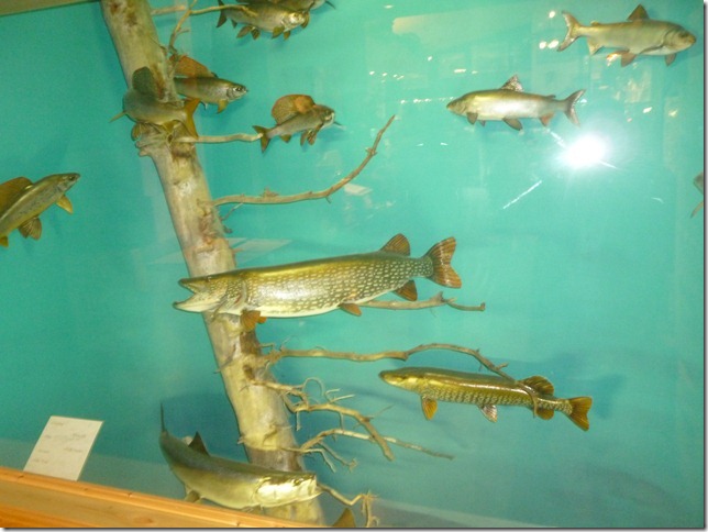 Alaska Aug 1 11 White to Dease River (26)