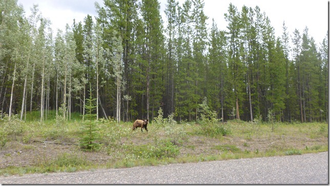 Alaska Aug 1 11 White to Dease River (56)