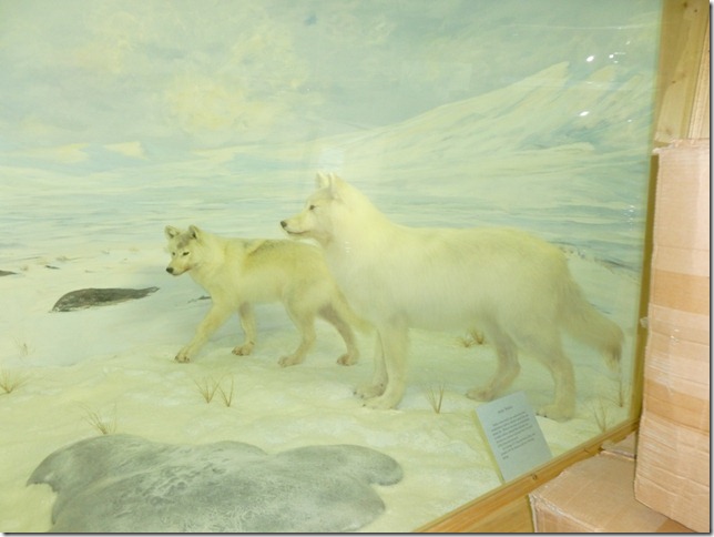 Alaska Aug 1 11 White to Dease River (9)