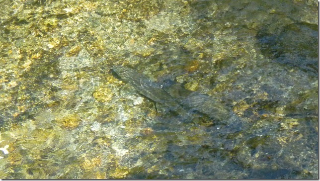 Aug 2 11 Cheryl (23)