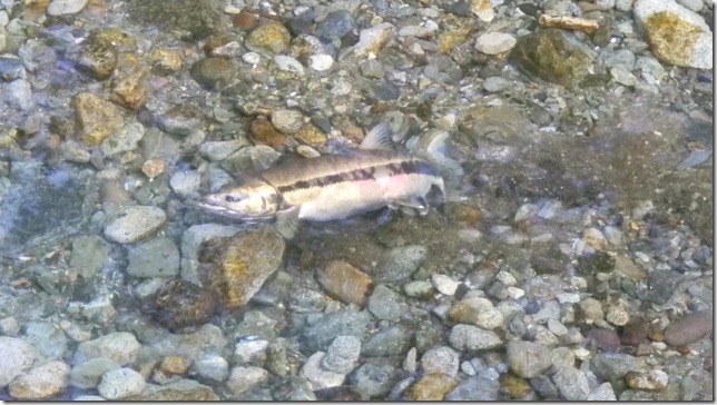 Aug 2 11 Cheryl (26)