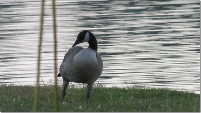 Loon Bay Aug 9th 11 (1)