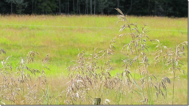 Loon Bay Aug 9th 11 (26)