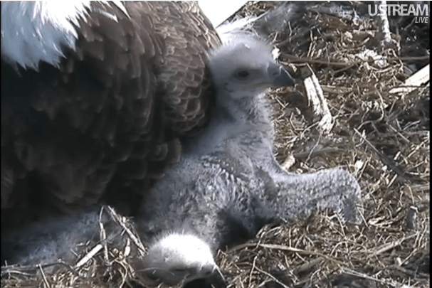 Beautiful Eaglets