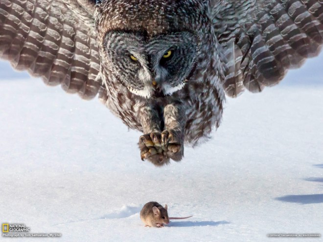 Owl & the Mouse