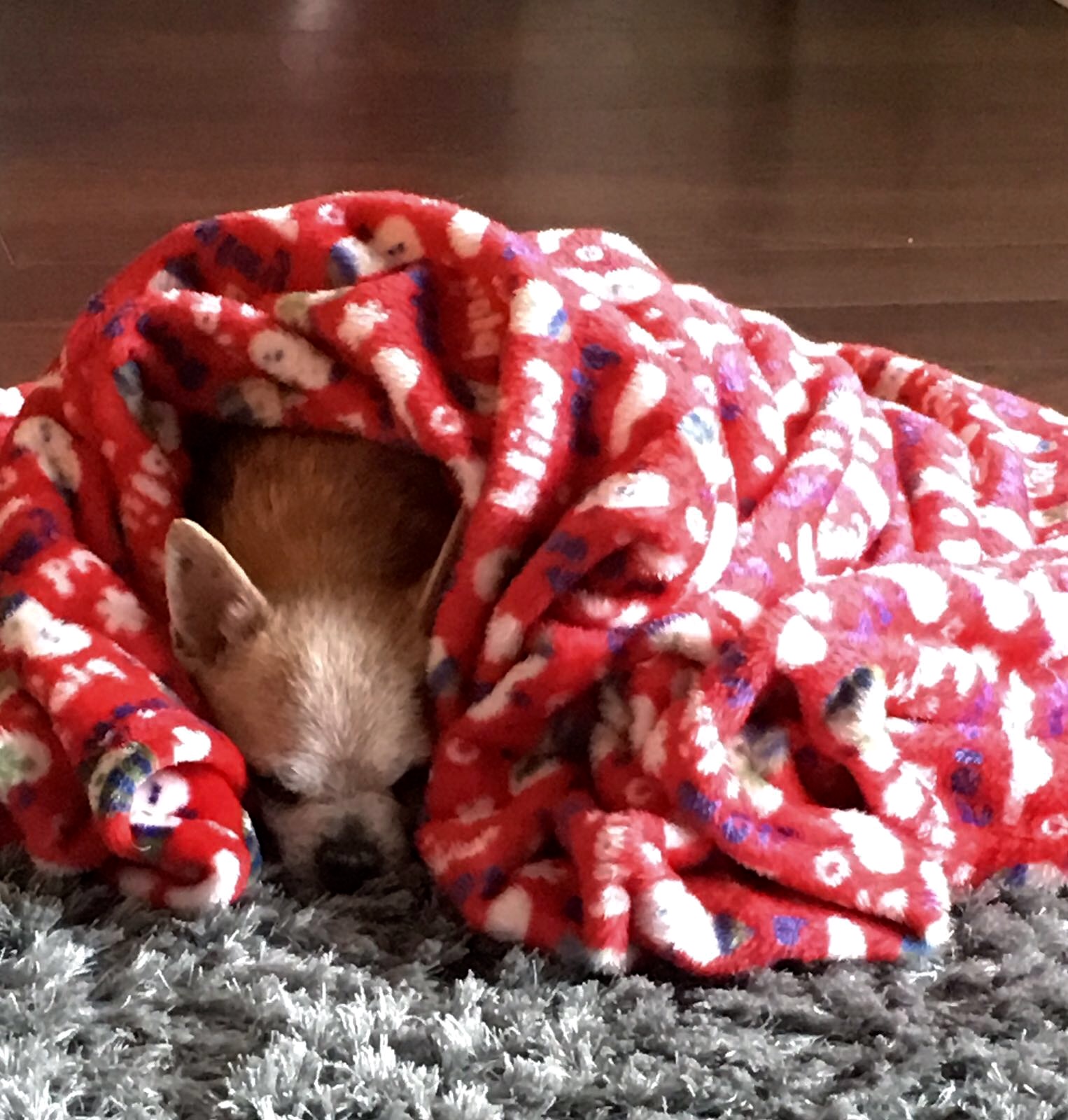 12764791_10153891148545903_2612436318204588559_o