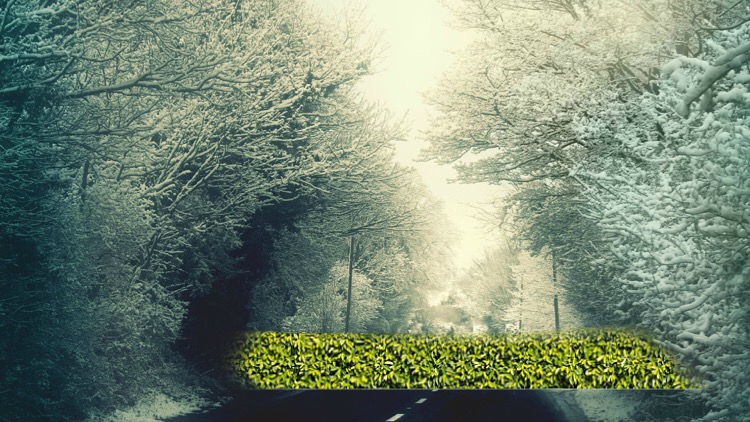 Concerned, But Not Wanting To Offend, Canada Quietly Plants Privacy Hedge Along Entire U.S.&nbsp;Border.